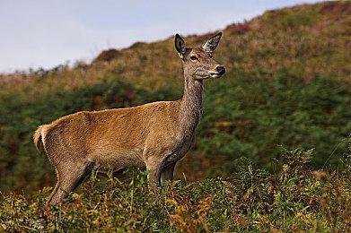 《羊蹄山之魂》创意总监揭秘非线性剧情与新玩法细节